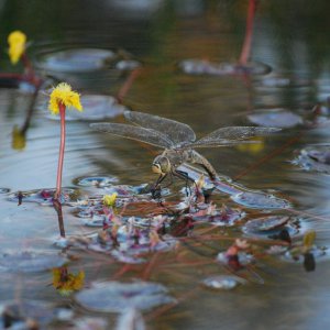 Dragon fly