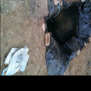 Pond Build