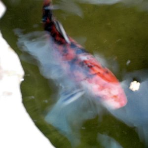 fish20