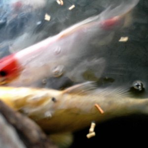 fish25