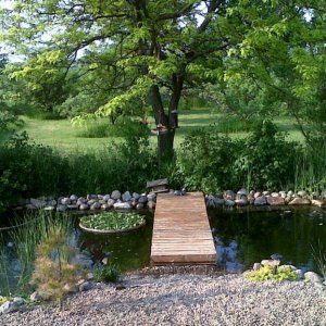 pond june 2011