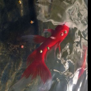 pond 004