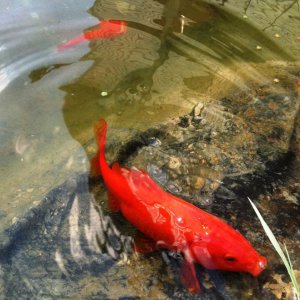 pond 005