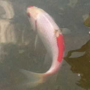 pond 007