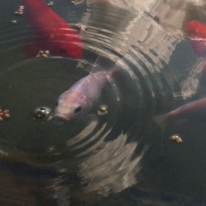 pond 008