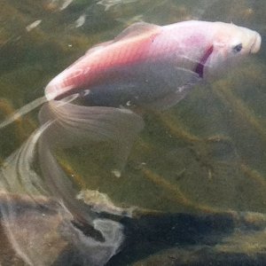 pond 009