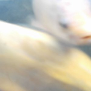 DCFN0013