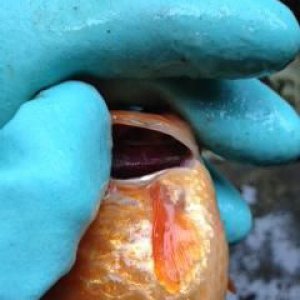 gills