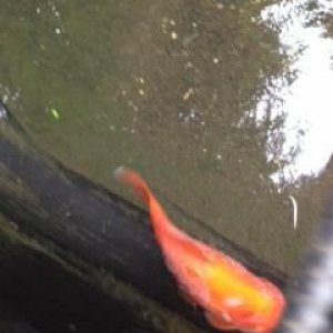 sick fishy
