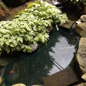 pond