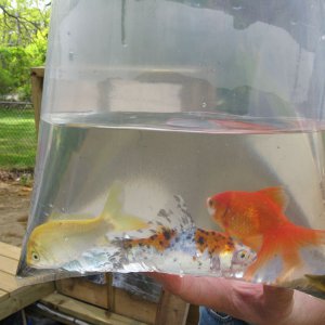 More additions to the pond.