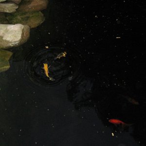 Fish feeding