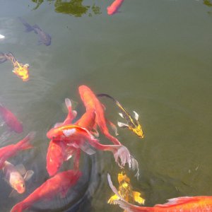 misc iphone And pond 060812 008