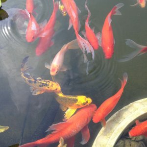 misc iphone And pond 060812 009