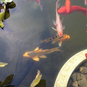 misc iphone And pond 060812 010
