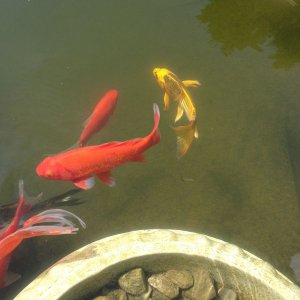misc iphone And pond 060812 011