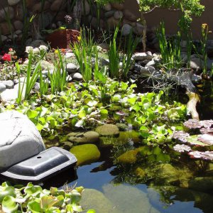 water hyacinth In pond