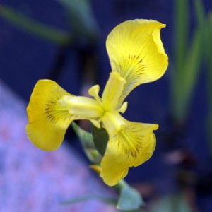 Water Iris flower