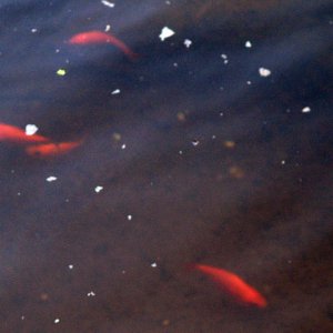 Goldfish added