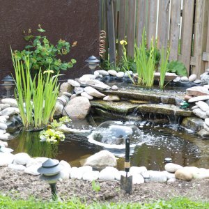 Plants and Garden started