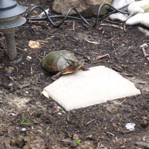 Momma turtle