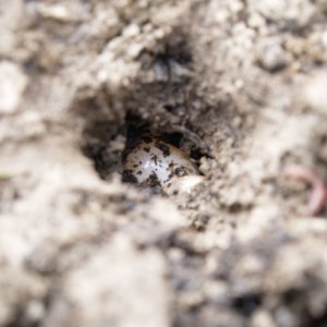 Presents left under the ground