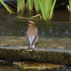 Cedar Wax wing