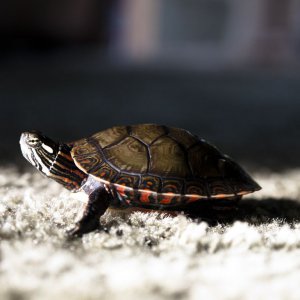 Mikey