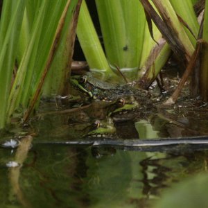 3 Frogs