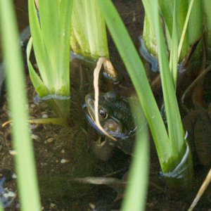 Green frog