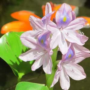 Water hyacinth bloomed this morning