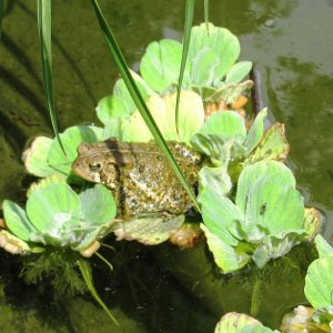 Floating frog