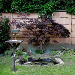 Edging the pond