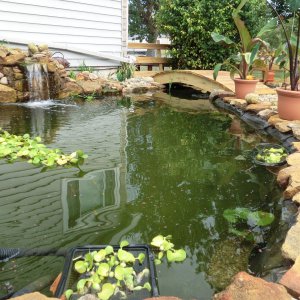 Buck Pond