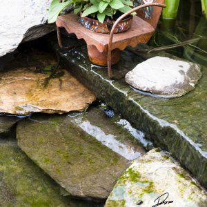 Hide and go seek frog