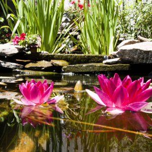 Lilies