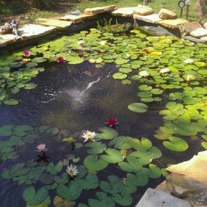 Lily Pond