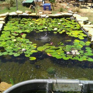 Lily Pond