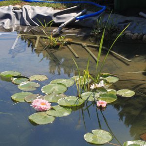 image006