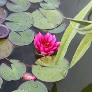 image007