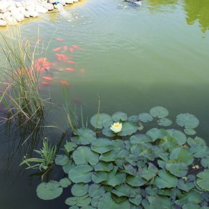image011
