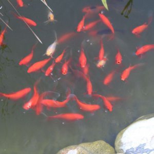 image012