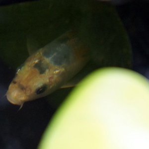 Here is my scared one... He wont swim with the rest