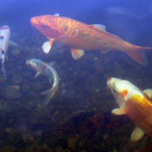 DSC03600