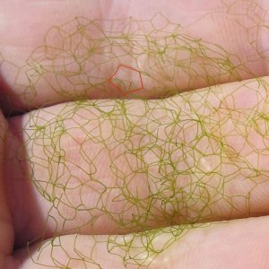 5 Sided Algae
