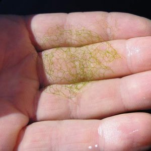 algae hand