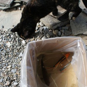 Zoey is checking out the new fish