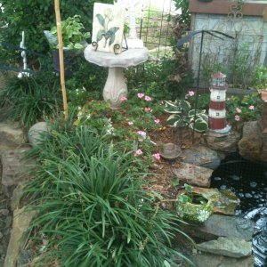 goldfish pond