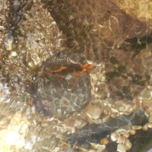 Malaysian Butterfly Koi Orange And Black