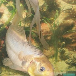my koi fish hope to upload more pics of her